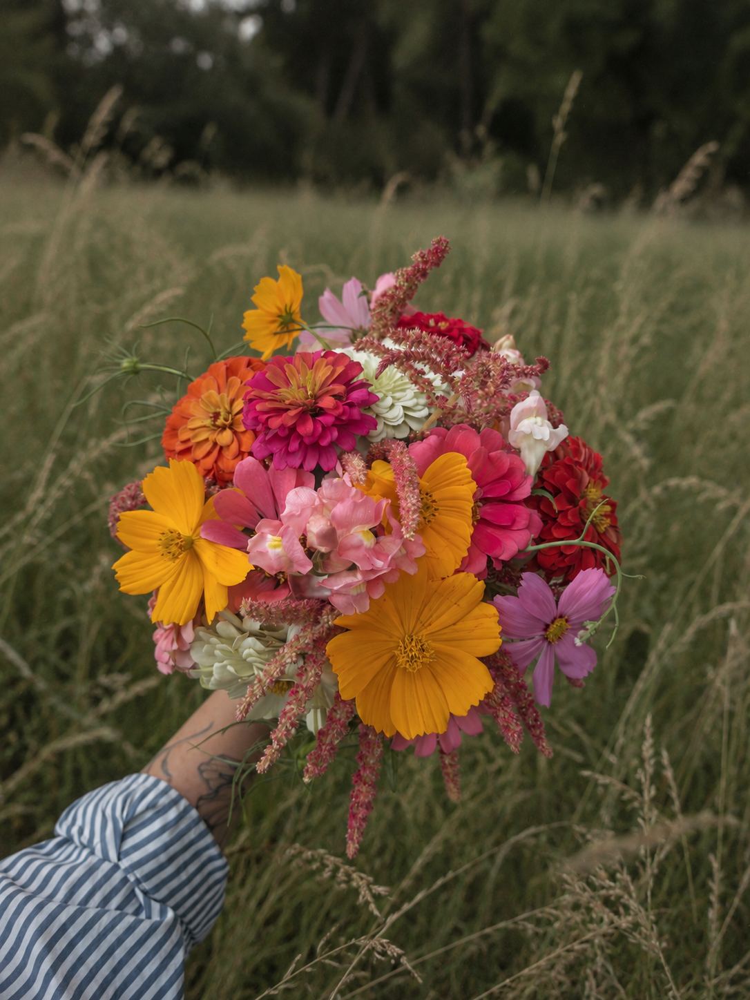 A bouquet of pink cosmos, orange zinnias and dahlias held against the grass